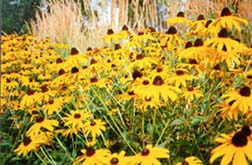 [photo, Black-Eyed Susans, West Friendship, Howard County, Maryland]