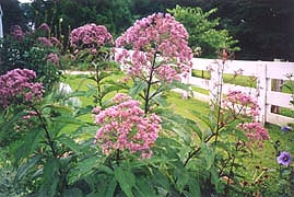 [photo, Joe-Pye Weed at Hancock's Resolution, 2795 Bayside Beach Road, Pasadena, Maryland]