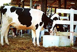 [photo, Cows, Anne Arundel County Fair, Crownsville, Maryland]